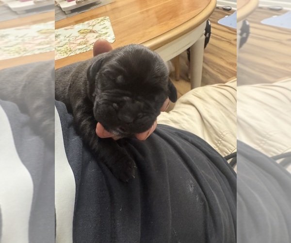 Medium Photo #2 Cane Corso Puppy For Sale in PENDLETON, SC, USA
