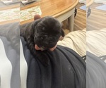 Small #1 Cane Corso