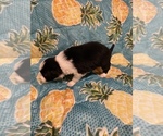 Small Photo #20 Border Collie Puppy For Sale in AIKEN, SC, USA