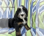 Puppy Luna Bernedoodle