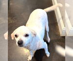 Small #2 Mutt