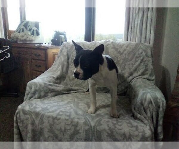 Medium Photo #3 Boston Terrier Puppy For Sale in HOT SPRINGS, SD, USA