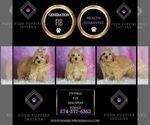 Small Photo #97 Maltipoo (Miniature) Puppy For Sale in WARSAW, IN, USA