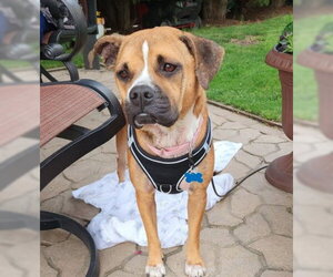 Honey B - Female Boxer-Unknown Mix Dog for Adoption - Photo #12