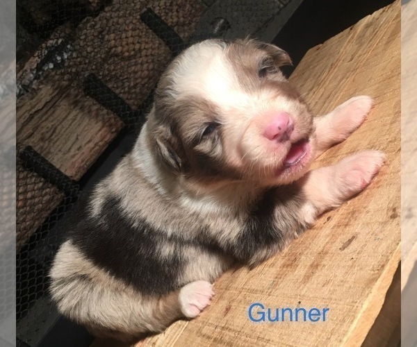 Medium Photo #3 Australian Shepherd Puppy For Sale in ARBA, IN, USA