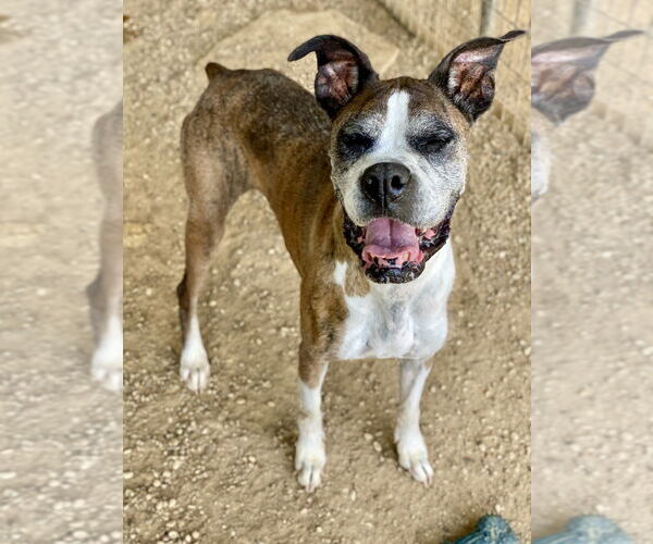 Medium Photo #10 Boxer Puppy For Sale in Austin, TX, USA