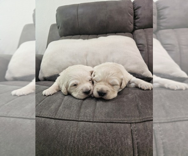 Medium Photo #1 Golden Retriever Puppy For Sale in ELVERTA, CA, USA