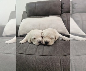 Golden Retriever Puppy for sale in ELVERTA, CA, USA