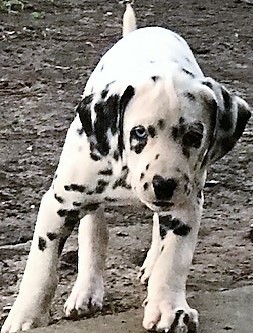 Medium Photo #6 Dalmatian Puppy For Sale in LEMON GROVE, CA, USA