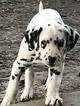 Small Photo #6 Dalmatian Puppy For Sale in LEMON GROVE, CA, USA