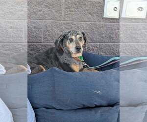 Sissy  (mm) - Female Bluetick Coonhound-Unknown Mix Dog for Adoption - Photo #6