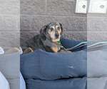 Small Photo #6 Bluetick Coonhound-Unknown Mix Puppy For Sale in White Bluff, TN, USA