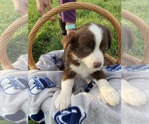 Miniature Australian Shepherd Puppy for sale in WILLIAMSPORT, PA, USA