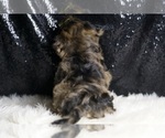 Small Photo #28 YorkiePoo Puppy For Sale in WARSAW, IN, USA