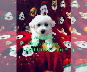 Bichon Frise Puppy for sale in BAY SAINT LOUIS, MS, USA
