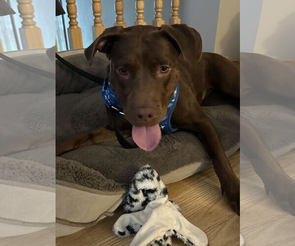 Medium Photo #3 American Pit Bull Terrier-Chocolate Labrador retriever Mix Puppy For Sale in Princeton, MN, USA