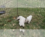 Small Photo #2 Great Pyrenees Puppy For Sale in WINGINA, VA, USA