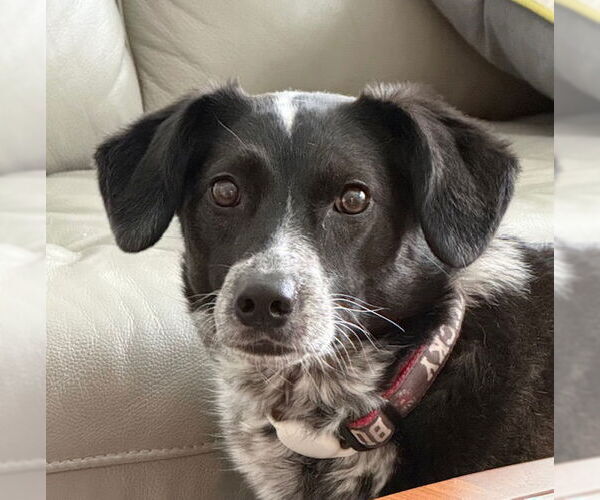 Medium Photo #2 Border Collie-Unknown Mix Puppy For Sale in Crystal, MN, USA