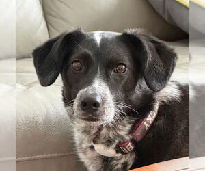 Ziggy - Female Border Collie-Unknown Mix Dog for Adoption - Photo #2