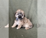Small Photo #2 Poodle (Toy) Puppy For Sale in FREDERICK, MD, USA