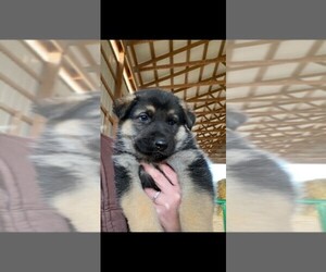 German Shepherd Dog Puppy for sale in CAMBRIDGE CITY, IN, USA