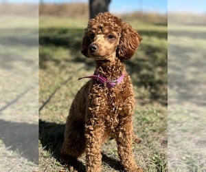 Mother of the Poodle (Miniature) puppies born on 09/08/2025