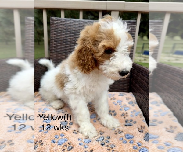 Medium Photo #7 Goldendoodle (Miniature) Puppy For Sale in ELBERT, CO, USA