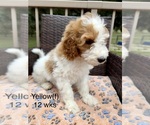 Small #6 Goldendoodle (Miniature)