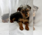 Small #5 Yorkshire Terrier