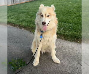 Siberian Husky Dogs for adoption in Omaha, NE, USA