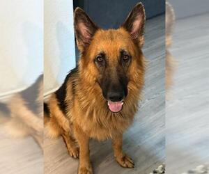 German Shepherd Dog Dogs for adoption in San Antonio, TX, USA