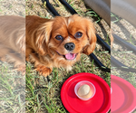 Small #2 Cavalier King Charles Spaniel