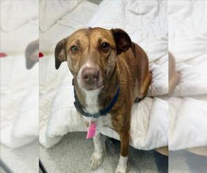 Basenji-Unknown Mix Dogs for adoption in Fort Collins, CO, USA