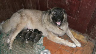 Mother of the Caucasian Shepherd Dog puppies born on 09/09/2018