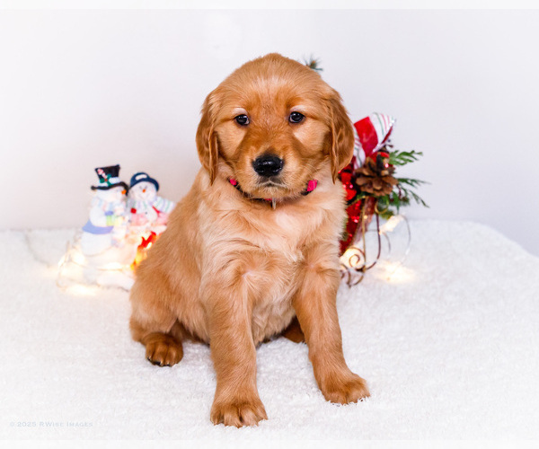 Medium Photo #1 Golden Retriever Puppy For Sale in WAKARUSA, IN, USA