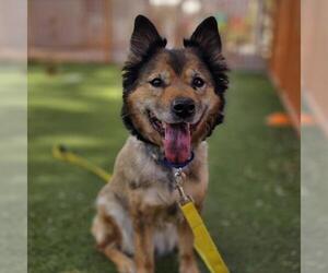 German Shepherd Dog-Unknown Mix Dogs for adoption in Henderson, NV, USA