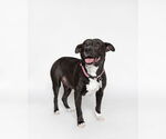 Small #1 American Staffordshire Terrier Mix