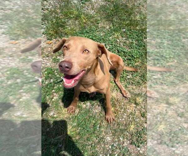 Medium Photo #4 Mutt Puppy For Sale in Abbeville, LA, USA