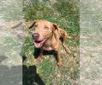 Small #3 Mutt