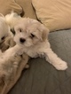 Small Photo #2 Havanese Puppy For Sale in THOMASVILLE, NC, USA