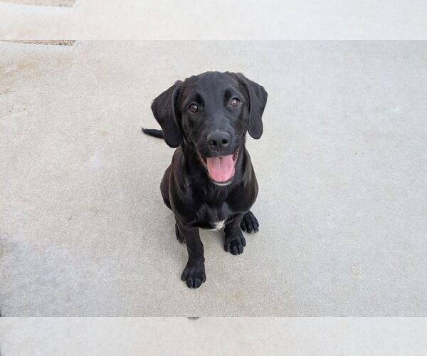 Medium Photo #1 Labrador Retriever-Unknown Mix Puppy For Sale in Clovis, CA, USA