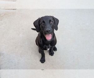 Labrador Retriever-Unknown Mix Dogs for adoption in Clovis, CA, USA