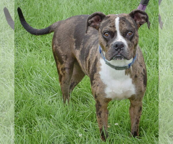 Medium Photo #3 Boxer-Catahoula Leopard Dog Mix Puppy For Sale in Huntley, IL, USA