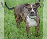 Small #2 Boxer-Catahoula Leopard Dog Mix