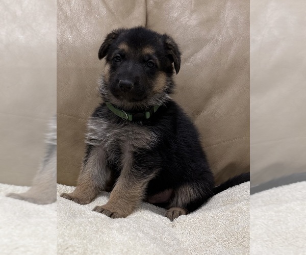 Medium Photo #5 German Shepherd Dog Puppy For Sale in BRIGHTON, CO, USA