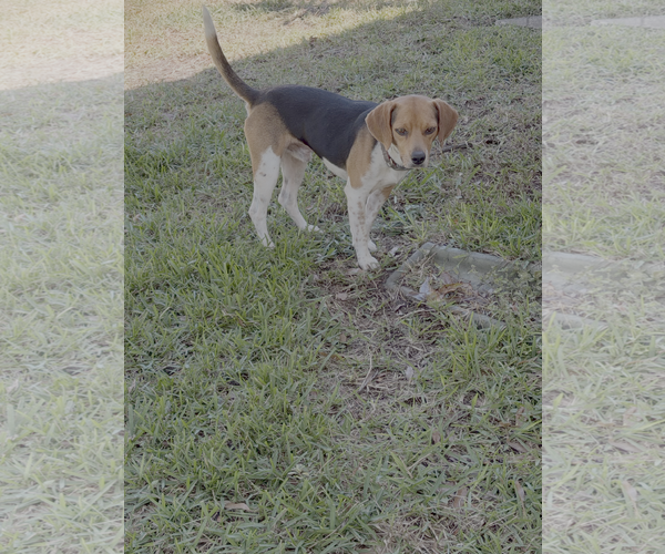 Medium Photo #2 Beagle Puppy For Sale in Tampa, FL, USA