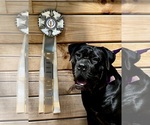 Small Photo #7 Boerboel Puppy For Sale in GREENEVILLE, TN, USA