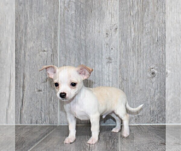 Medium Photo #9 Chihuahua Puppy For Sale in NEW YORK, NY, USA