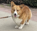 Small Photo #1 Pembroke Welsh Corgi Puppy For Sale in OAKDALE, CA, USA