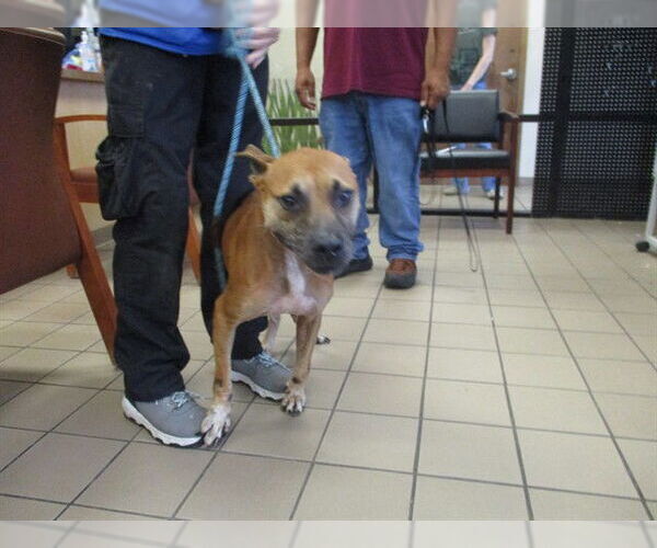Medium Photo #1 American Pit Bull Terrier Puppy For Sale in Ocala, FL, USA
